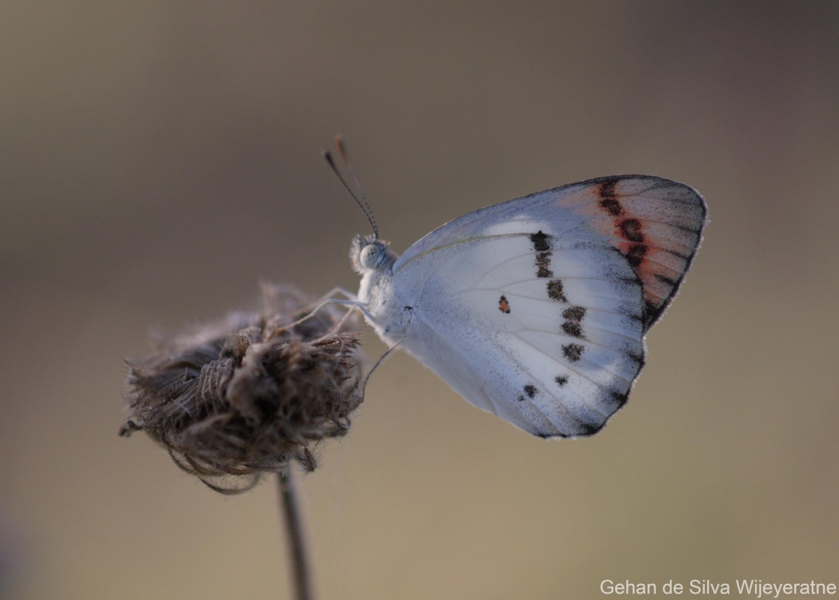 Colotis danae Fabricius, 1775